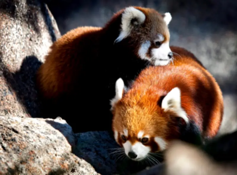 Calgary Zoo Welcomes 3 New Baby Red Pandas, Boosting Conservation