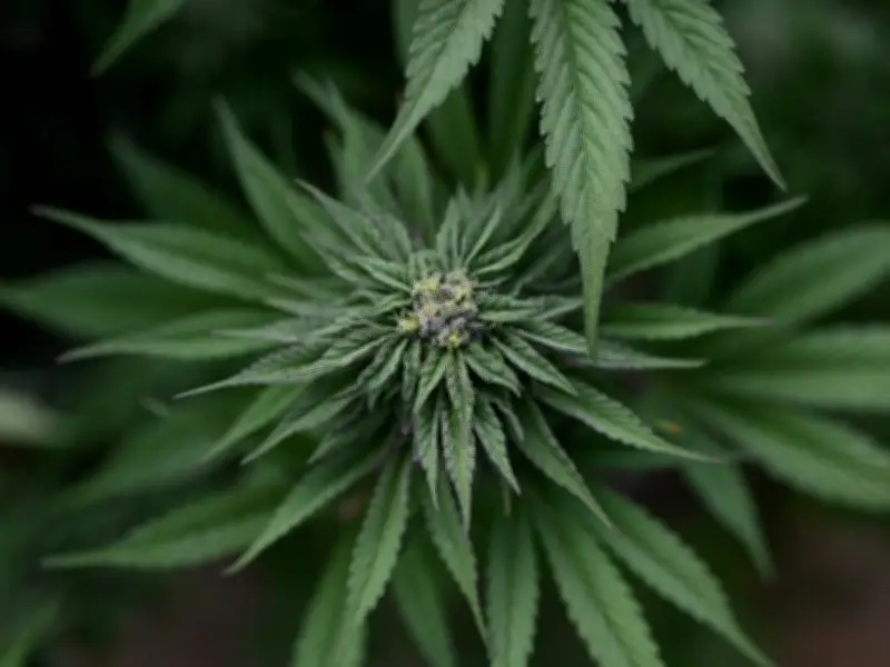 Cannabis Use Linked to Higher Rates of Psychiatric Disorders, Psychosis, and Addiction: Study