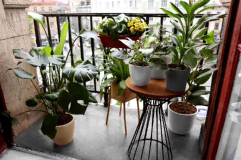 City Gardener: How to Give Your Houseplants a Safe Summer Vacation Outdoors
