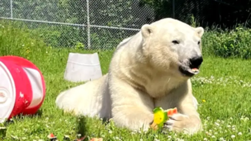 Cochrane polar bears Henry and Ganuk enjoy Canada Day watermelon treats