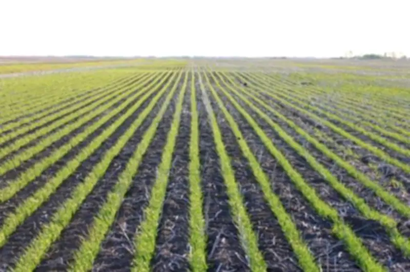 East Central Saskatchewan Flooding Damages Crops After Heavy Rain