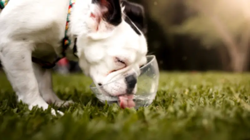 How to Safely Walk Your Dog in Extreme Summer Heat: Vet Tips