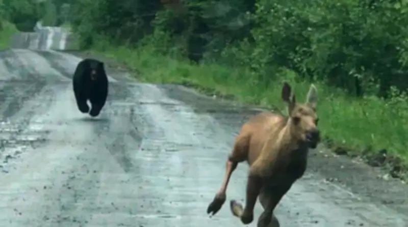 Maine Couple Rescues Moose Calf from Bear Chase