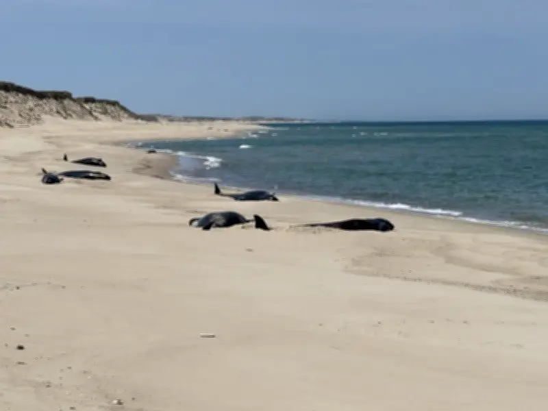 Mass stranding kills 16 pilot whales on remote Sable Island, rescue impossible