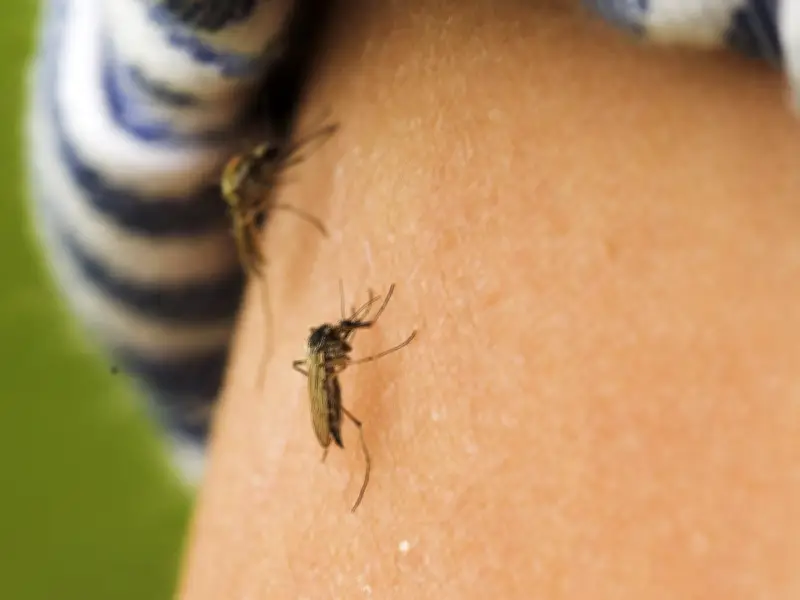 Mosquitoes surge in Edmonton after record rainfall and end of aerial spraying