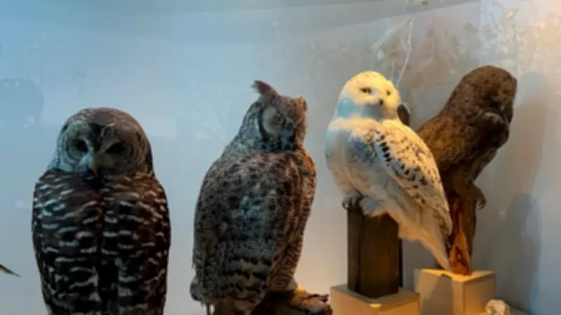 Owl Exhibit Unveiled at Royal Saskatchewan Museum in Regina
