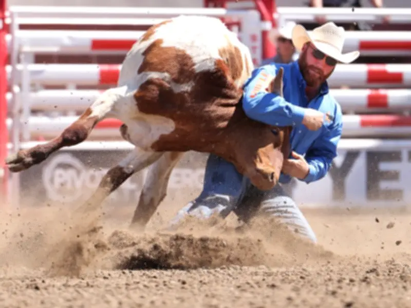 Ponoka Bulldogger Clay Guthrie Shines in Calgary Stampede Debut