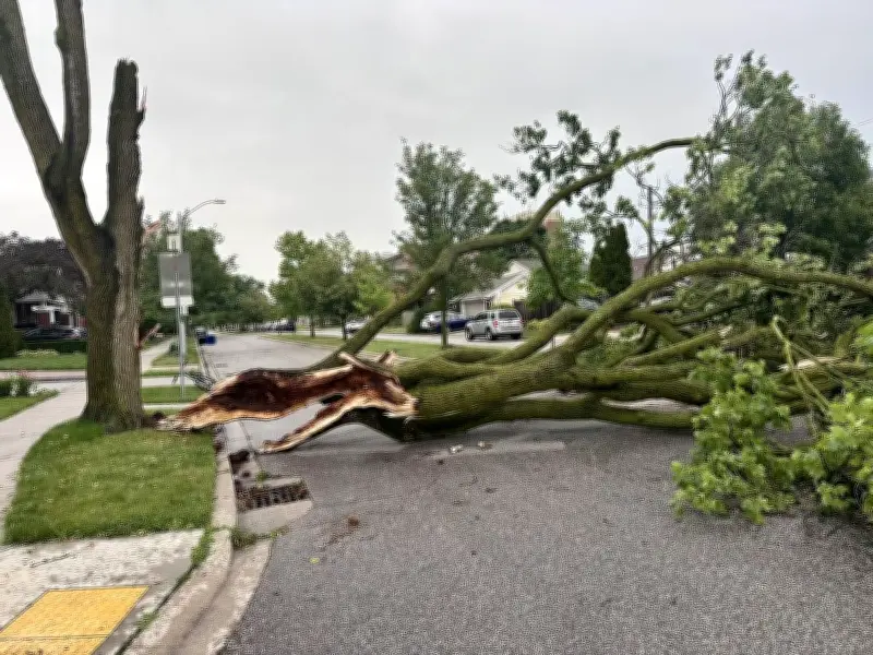 Powerful Storm Topples Trees, Causes Damage Across Windsor-Essex