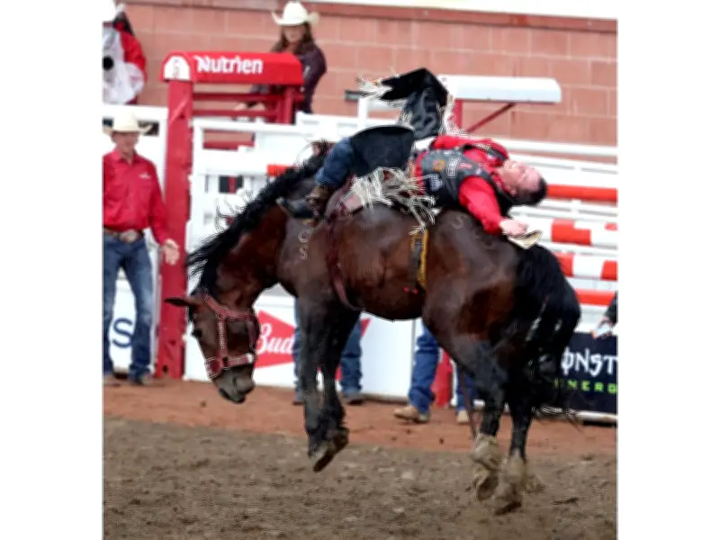 Richmond Champion Retires a Winner at Calgary Stampede with 90-Point Ride
