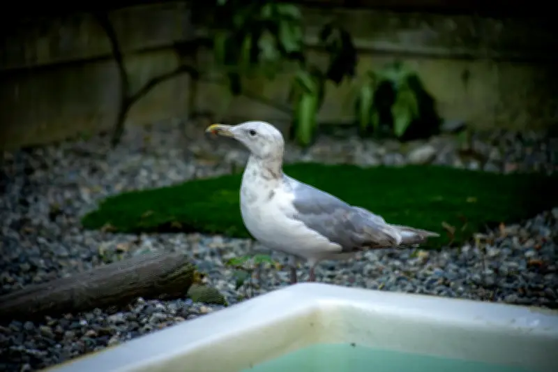 Scottish Man Arrested for Allegedly Using Seagull in Assault