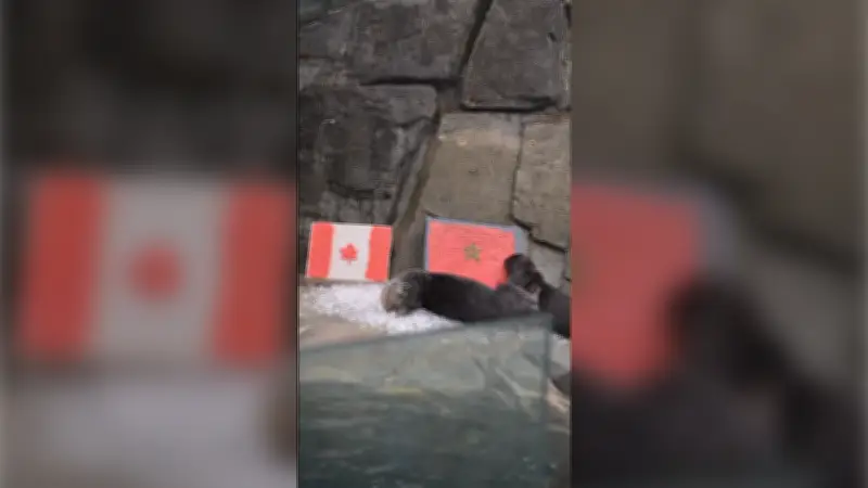 Sea Otters at Vancouver Aquarium Predict World Cup Match Winner