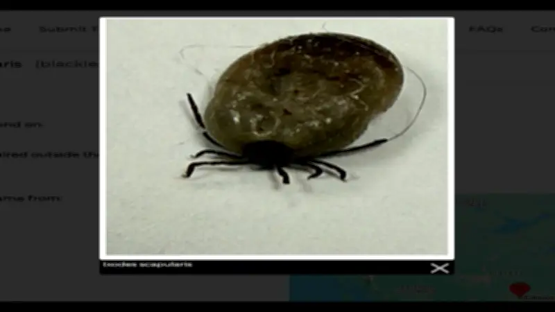 Tick Reports Rise in Alberta as Province Ranks Second in Canada