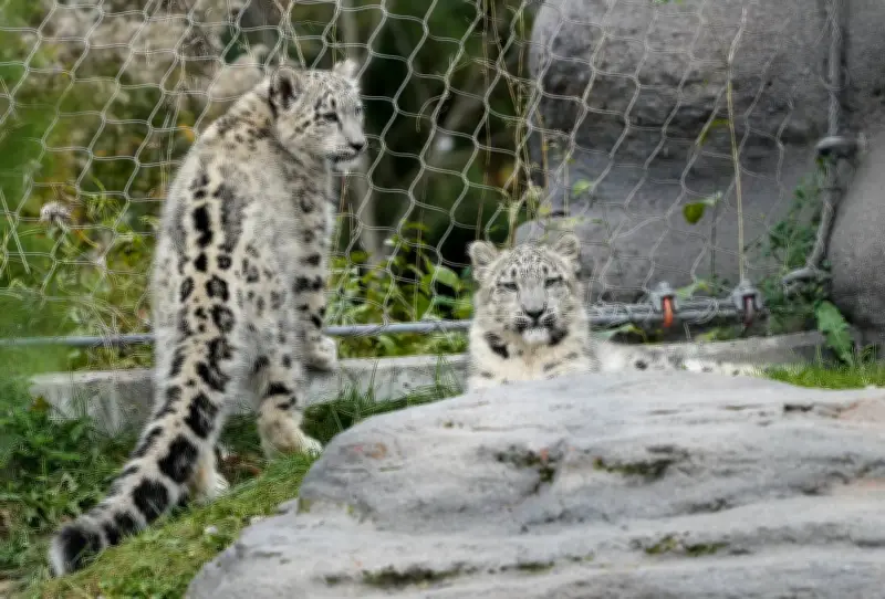 Toronto Zoo Animals Stay Cool Amid Power Outage Heat Wave
