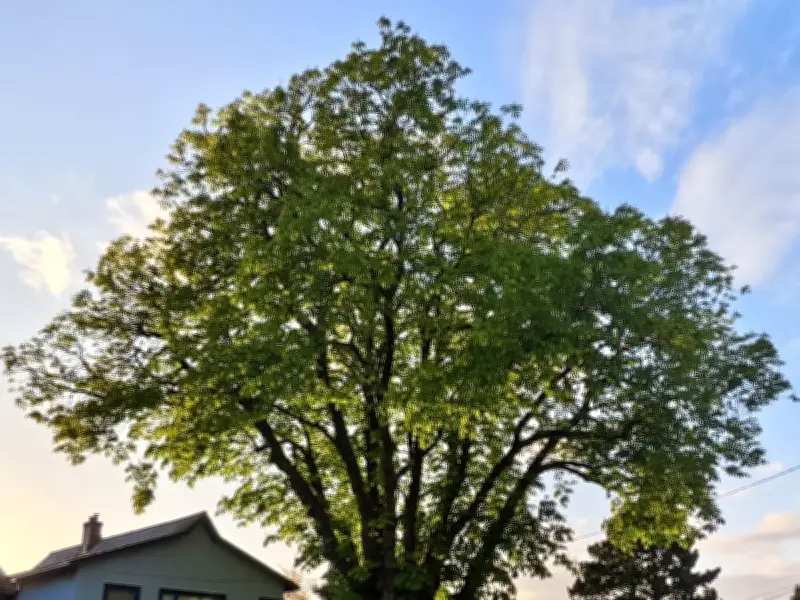Tough Watering Restrictions Threaten Metro Vancouver's Trees