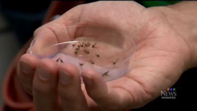 Wet June Leads to More Mosquitoes in Winnipeg, City Data Shows