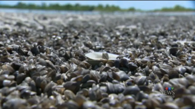 Zebra Mussel Larvae Found in Manitoba/Saskatchewan Lake