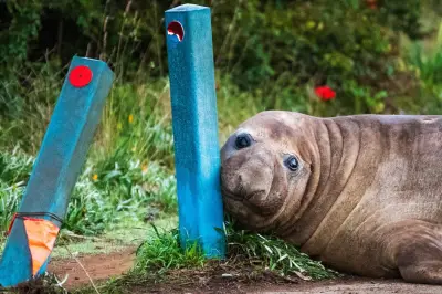 Australian Officials Ask Fans to Respect Neil the Seal's Privacy