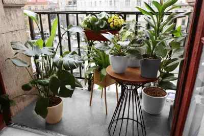 City Gardener: How to Give Your Houseplants a Safe Summer Vacation Outdoors