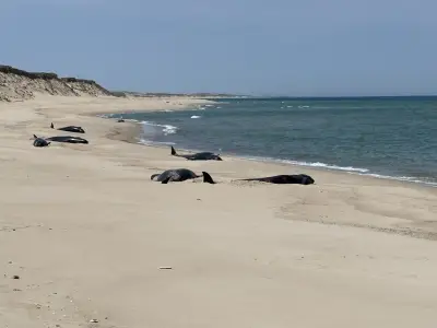 Mass stranding kills 16 pilot whales on remote Sable Island, rescue impossible