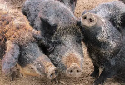 Ontario Tracks Invasive Wild Pigs with Drones Using Thermal Cameras