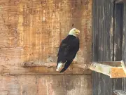 Bald Eagle Rescued from Detroit River Recovering Amid Heatwave
