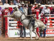 Calgary Stampede Rodeo 2026: $2.17M Purse, Top Cowboys & All-Around Guide