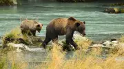 Poaching Suspect Sought After Two Grizzlies Killed Near Sundre