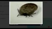 Tick Reports Rise in Alberta as Province Ranks Second in Canada
