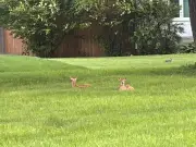 Why You Should Leave Baby Deer Alone If You Spot Them Without Their Mother