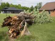 Windsor Launches Special Cleanup After Destructive Weekend Storms
